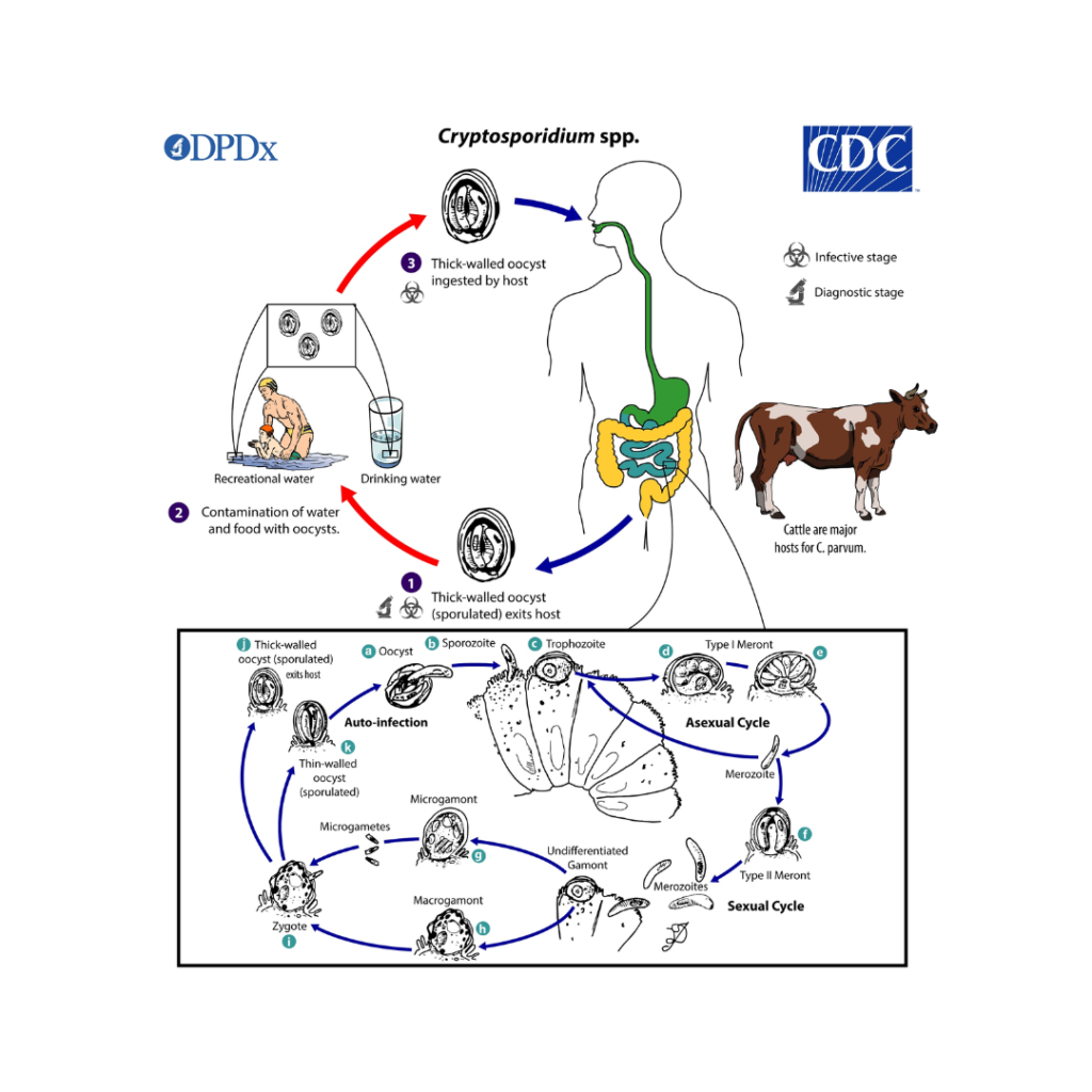Cryptosporidium Infograph